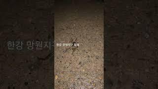 비오는 날 한강 참게 출현