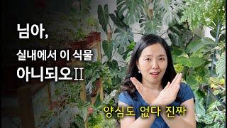 실내에서 키우지 마세요 2탄