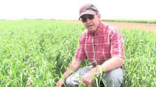 Cover Crops: Winter Rye After Corn Silage