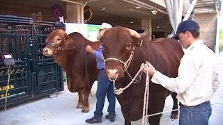 Ekka TV - Ekka Beef Week