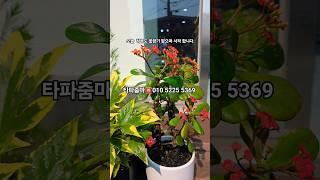 [소소한 행복] #타파웨어 #친환경 #꽃으로