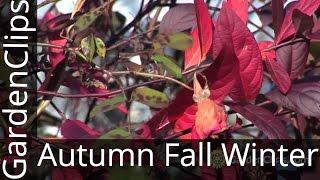 6 Plants for Autumn Fall and Winter Interest in the Garden