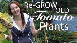 Tomatoes: Extending the life of your plants by bringing old tomato plants back to life