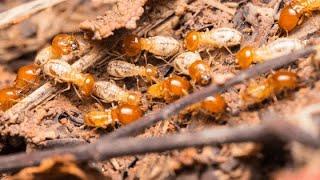 How To Inspect For Termites