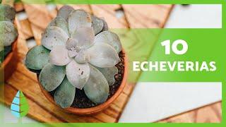 10 TIPOS de ECHEVERIA  (Nombres y Características)