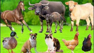 Amazing Animal Moments: Duck, Goat, Cow, Chicken, Cat, Dog, Horse - Animal Videos