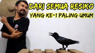 4 RESIKO PELIHARA BURUNG GAGAK | Yang ke-1 paling umum padahal cuma mitos