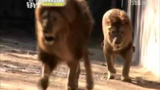 asiatic lion vs african lion (barbary) vs african lion (masai)