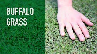 Buffalo Grass | Turf Variety Series (Stenotaphrum secundatum)