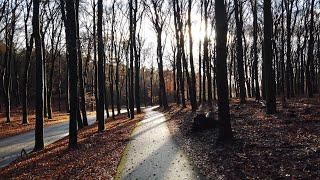 Relaxing Afternoon Walk in Hoog Soeren  | Veluwe | The Netherlands 4K⁶⁰