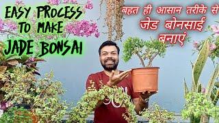 Jade Plant/How to Grow Jade plant Cutting To Bonsai/Jade Plant Bonsai/ Jade Bonsai Tips