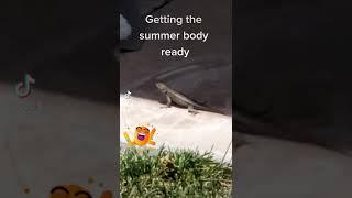 Lizard Follies #shorts