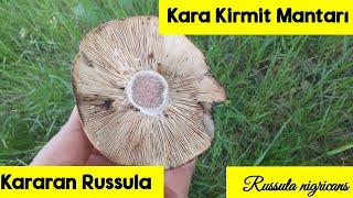 Kararan Russula,Kara Kirmit Mantarı,Russula nigricans, Siyahlaşan Russula #mantar ,#russula ,#fungi