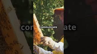 5 Buzzing Bee Facts You’ll Love!  #BeeFacts #FunLearning #SmartyPaws