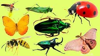 Learn Name and Sounds of Insects for Children | Teach Insects in English