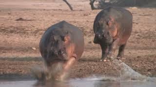 How Fast Are Hippos? Huge Males Chasing Each Other at Full Speed