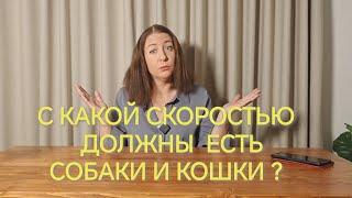 С КАКОЙ СКОРОСТЬЮ ДОЛЖНЫ ЕСТЬ СОБАКИ И КОШКИ? КАК ПРАВИЛЬНО?