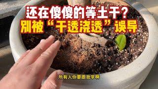 99%被誤導了！別再等土乾了再澆水，這個通用技巧讓植物瘋長!【禪藝綠植工作室】