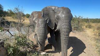 Mischievous Elephant Bull, Mambo’s 12 Year Journey 