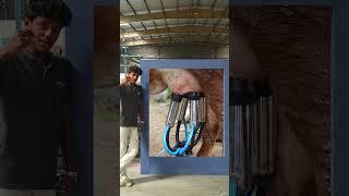 Milk More in Less Time – High-Speed Milking Machine in Action! 