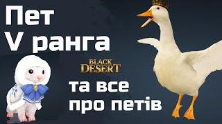 Все про петів BDO та пет 5 ранга для новачків українською