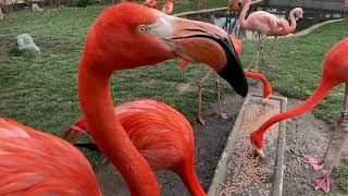 Feeding our Flamingos