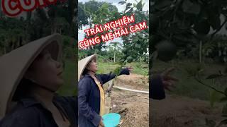 Trải nghiệm thú vị khi hái cam cùng mẹ