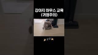 강아지 하우스 교육  #강아지 #비숑프리제