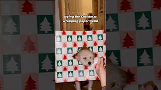 I had to do it  #christmaswrapping #wrappingpaper #christmasdog #dogshorts #dogtrends #xmas