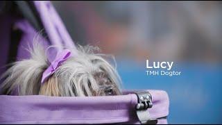 Meet Lucy, TMH Animal Therapy Dogtor