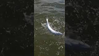 Galveston Texas Fishing Capt.Jesse Francisco #croakers #fishing #galvestonbay #fish #gulfcoastking