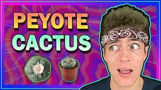 𝗠𝗲𝘀𝗰𝗮𝗹𝗶𝗻𝗲 (𝗣𝗲𝘆𝗼𝘁𝗲) – Dangers & Effects of the Psychedelic Cactus 