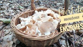 Des pieds de moutons ÉNORMES !!! #champignons #mushroom #prospection