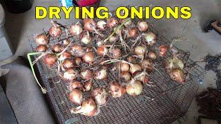 DRYING ONIONS FOR STORAGE