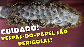 Como são feitos os NINHOS das VESPAS DO PAPEL? Quais os PERIGOS e CUIDADOS que você deve ter?