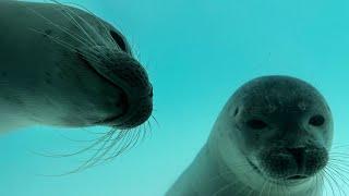 Seals at Zeehondencentrum Pieterburen 15.09.2024