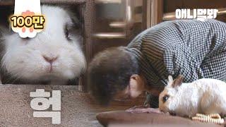 그날의 사건을 보고 부처가 되기로 한 토끼ㅣRabbit To Become Buddha As She Witnessed Her Family's Death