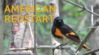 American Redstart: Candelita