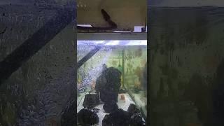 Snake on fishtank #snake #trendingdialog #snakes #snakebite