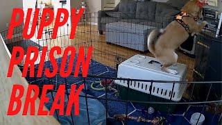 Shiba Inu Escapes from Puppy Playpen! 