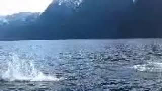 Dalls Porpoise in Toba Inlet