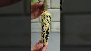 New method of propagate lemon tree using just cloth #propagate_lemon_tree #gardening