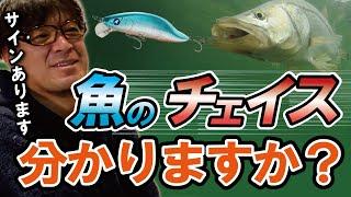 シーバスがルアーの後ろについたらわかるのか？　　　村岡昌憲【切り抜き】