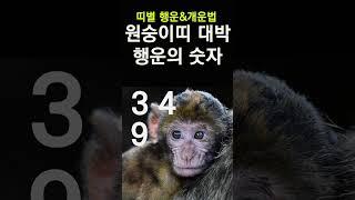 띠별로 보는 행운의 숫자! 원숭이띠에게 돈복 터지는 숫자! 2024년 대박나는 원숭이띠 행운의 숫자&컬러 #띠별운세, #행운의숫자, #행운의컬러, #신년운세, #갑진년운세,