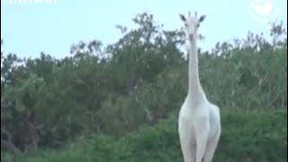 Incredibly rare white giraffes spotted in Kenya