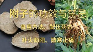 附子的功效与作用，附子的食用禁忌，食用方法、配伍药方#附子#草药#中药#补火助阳#散寒止痛