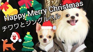 チワワギターとクリスマス DIY Chihuahua Guitar カウチン リース ハンドメイド 手編み 手作り犬服