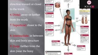 Anatomy of the human body (generalities) (lecture)