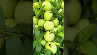 Grafting Amrud Tree #Apna Bana Le|Bhediya #Motivation #Viral