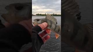 #рыбалка #клюет #рыба #окунь #дропшот #отводнойповодок #2025 #fish #fishing #